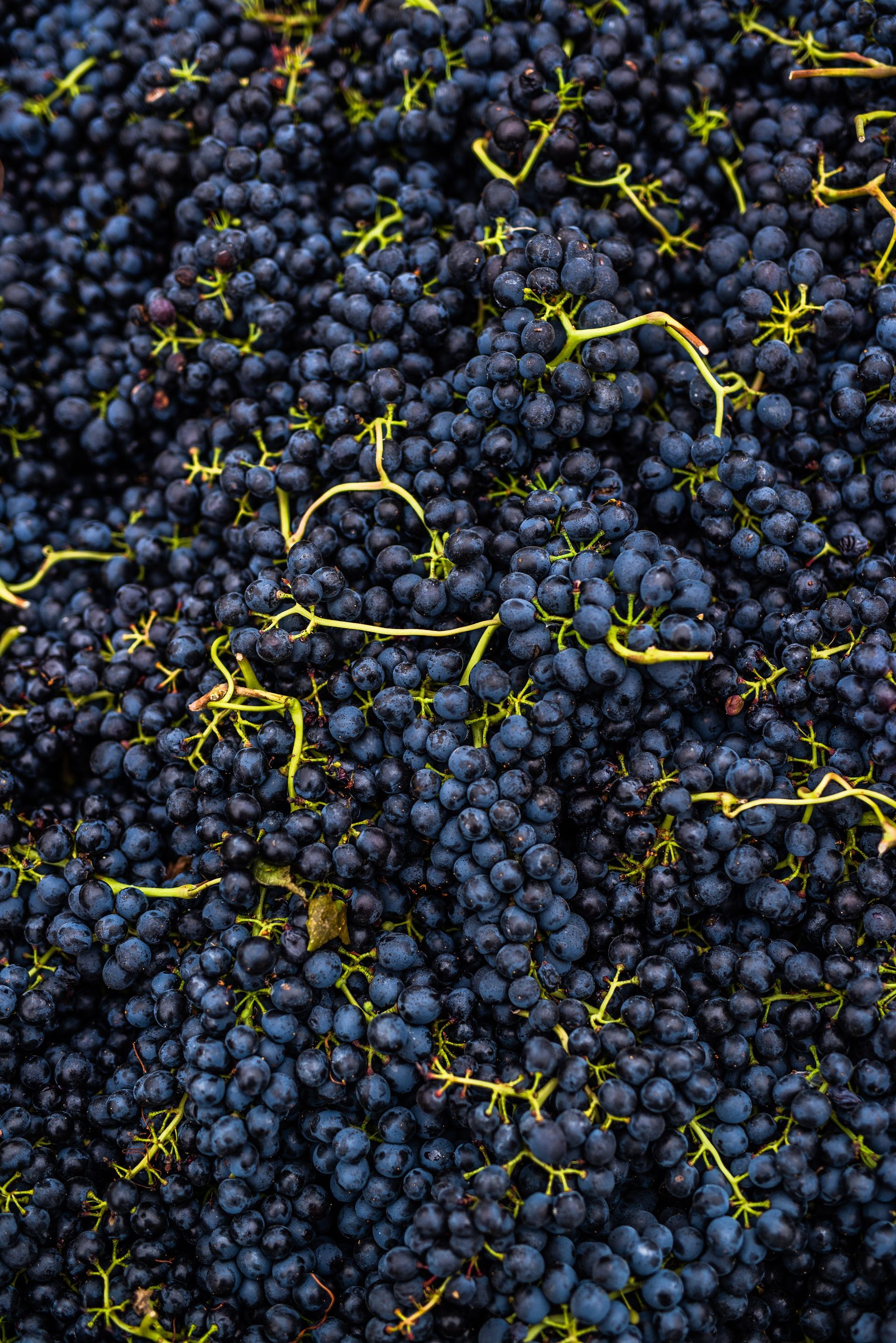 A pile of black grapes with green stems and leaves.