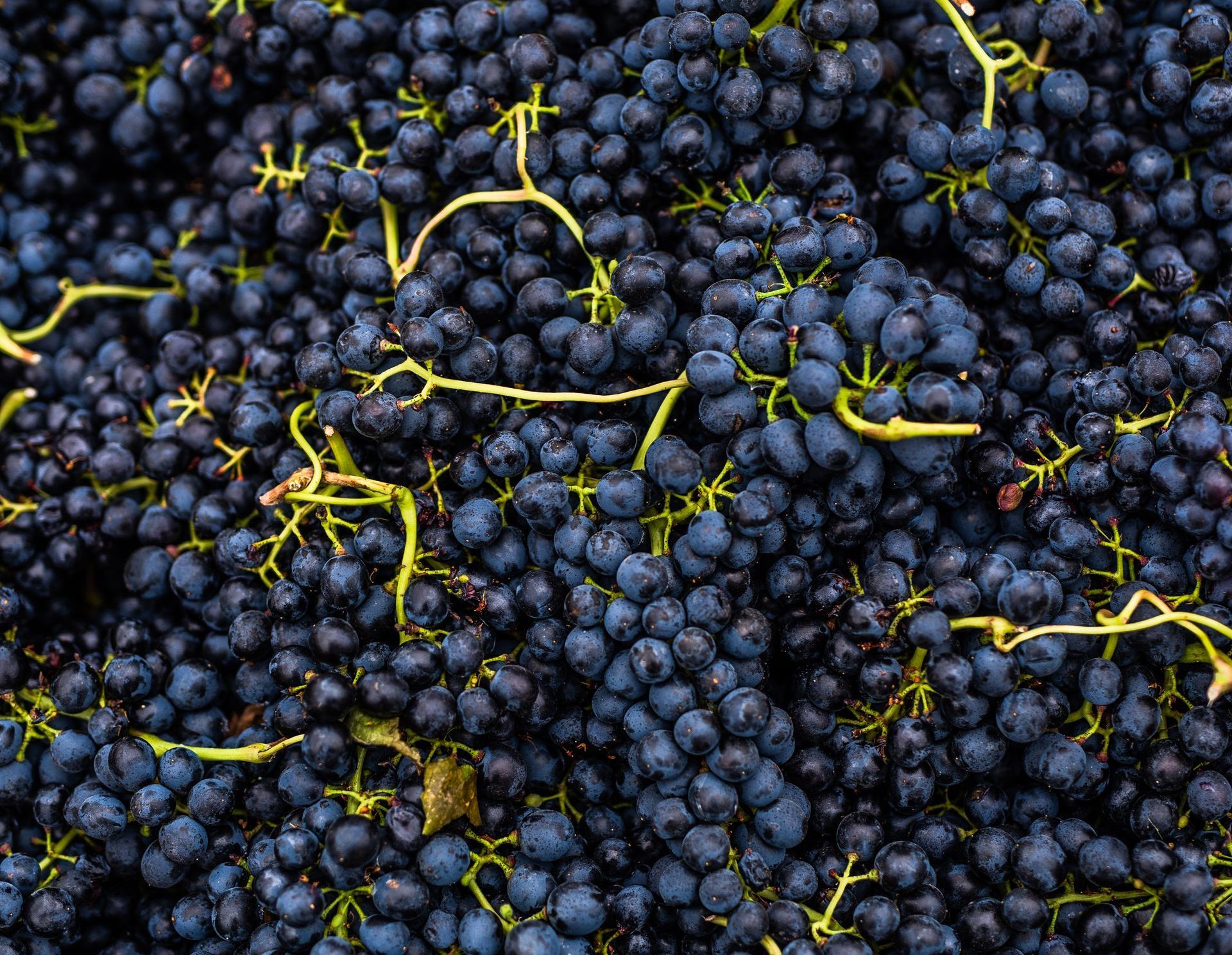 A glass of red wine with a bunch of grapes in it.