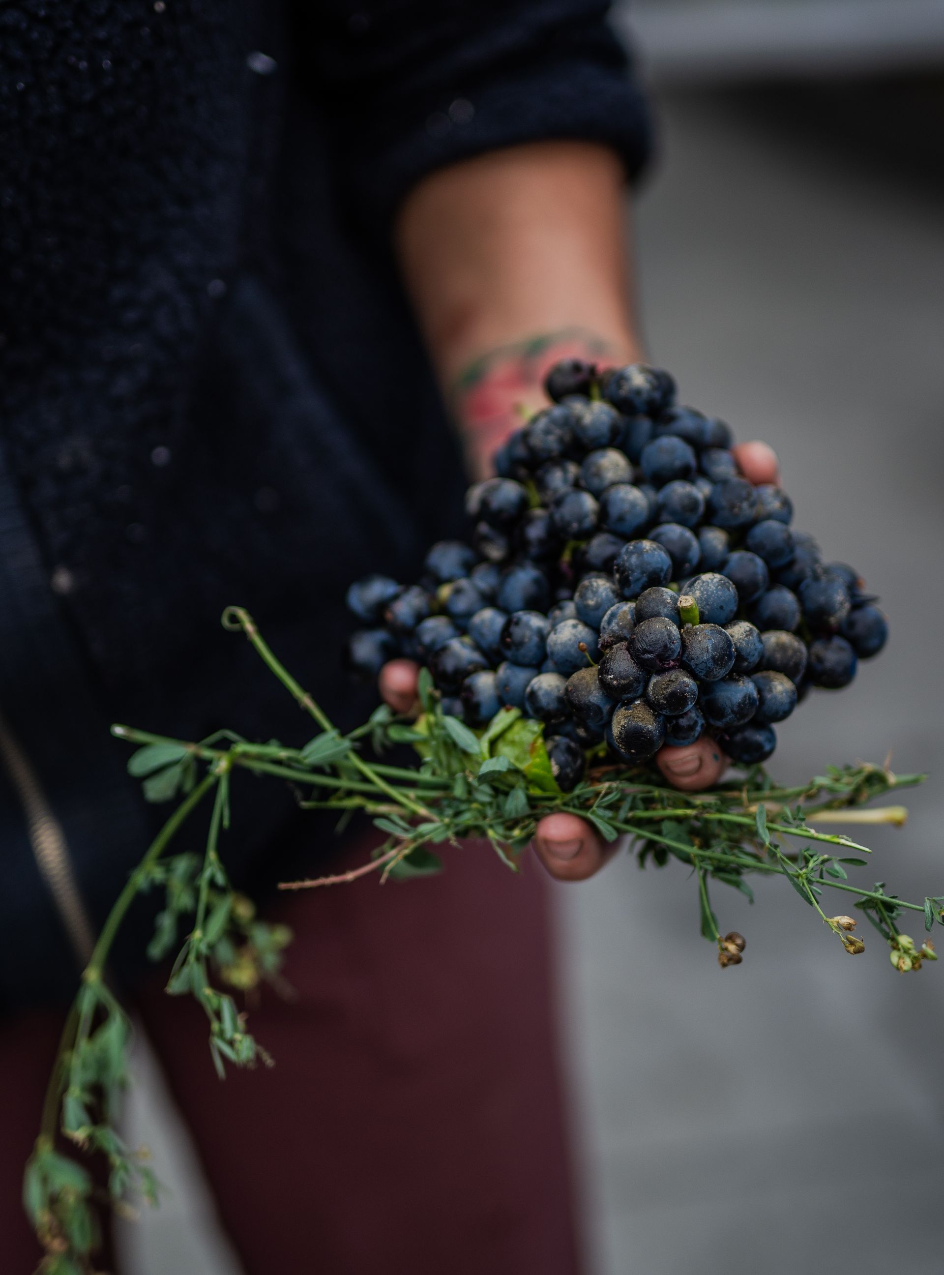 A person is holding a bunch of blueberries in their hand.
