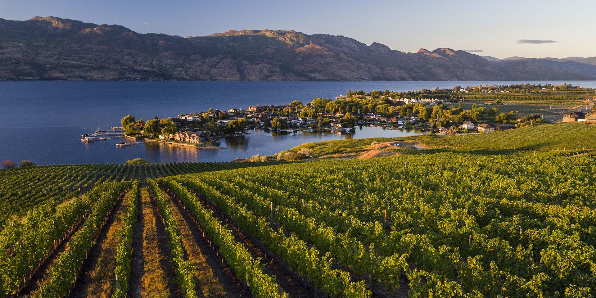 An aerial view of a vineyard next to a lake with mountains in the background.