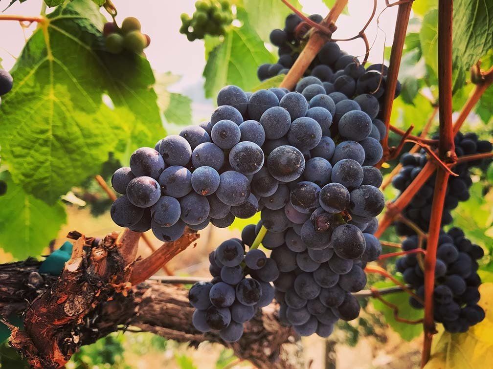 A bunch of grapes hanging from a vine with green leaves.