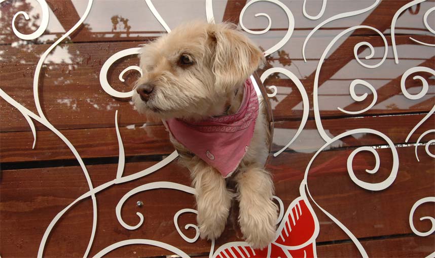 A small dog wearing a pink bandana is sitting on a wooden bench