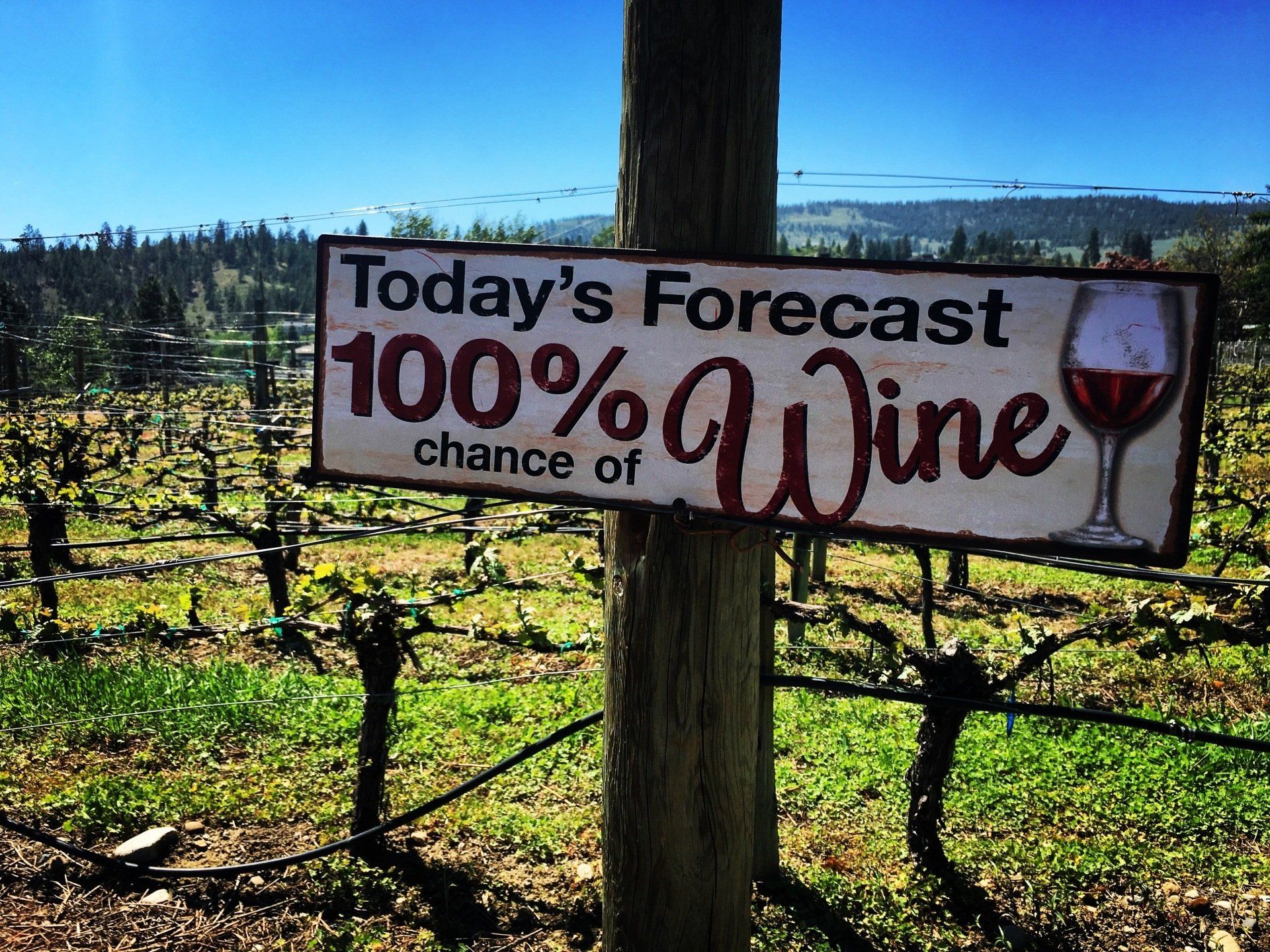 A sign that says today 's forecast 100 % chance of wine