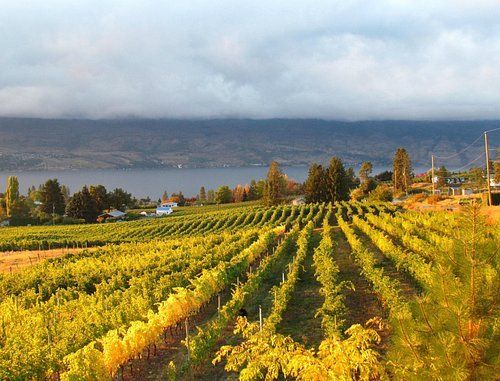 A vineyard with a lake in the background and mountains in the background