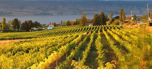 Planning a tour of South Okanagan Wineries