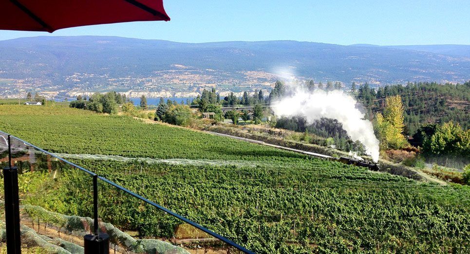 A train is going through a vineyard with smoke coming out of it.