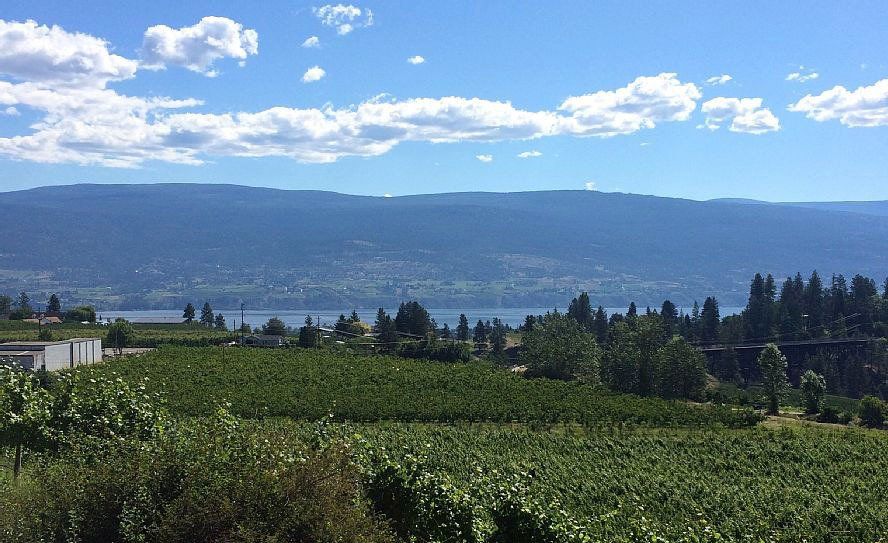 A view of a vineyard with mountains in the background on a sunny day.