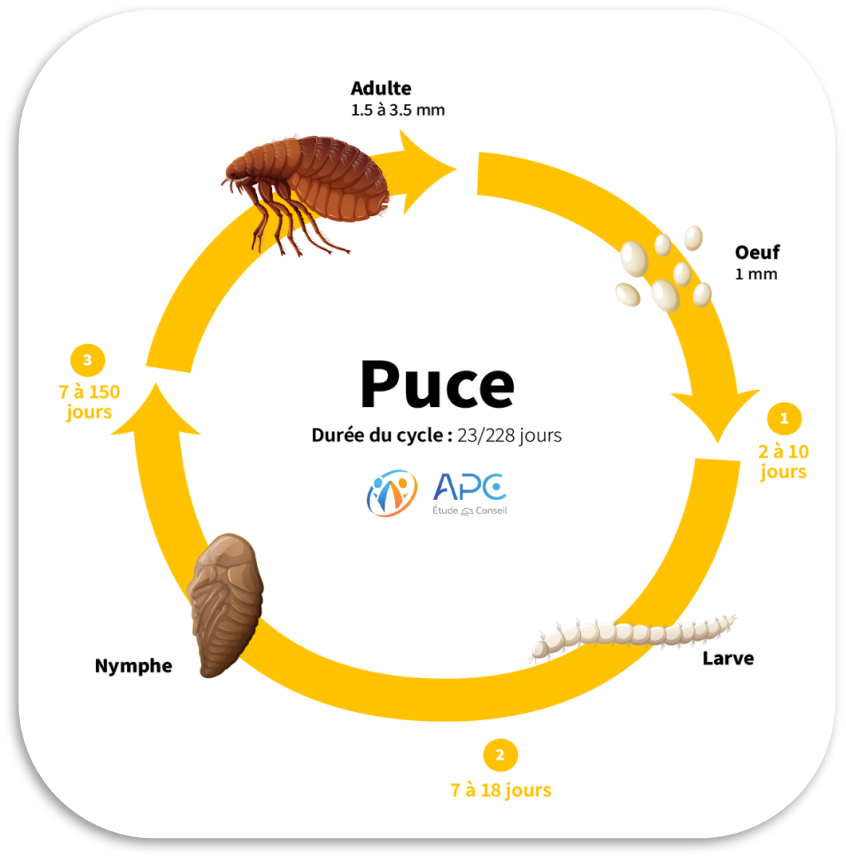 Un diagramme montrant le cycle de vie d'une puce