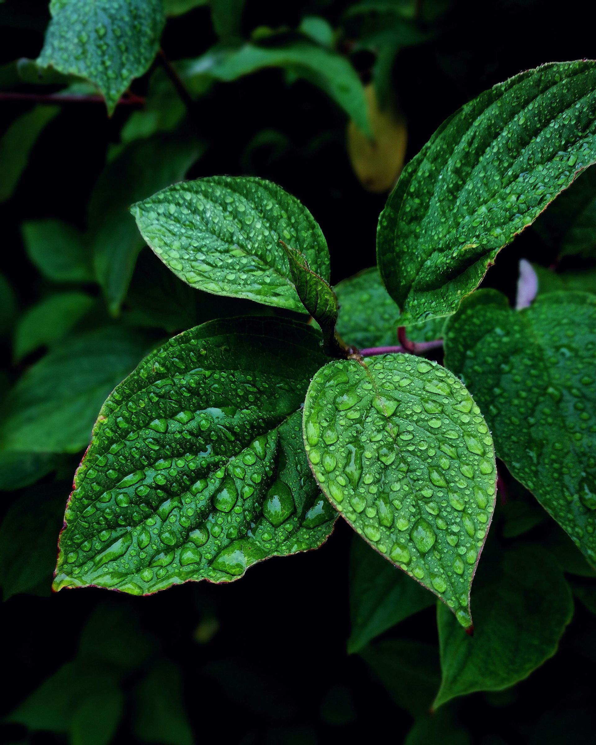 A close up of a green leaf with water drops on it