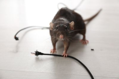 Can I kill rats, raccoons and other pests in Ottawa?