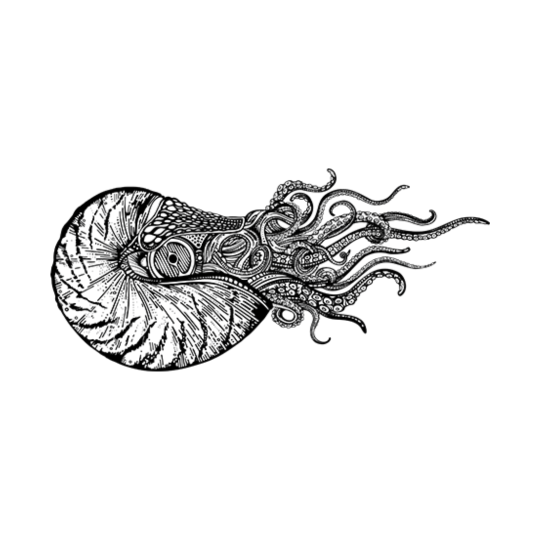 a black and white drawing of a nautilus with tentacles on a white background .