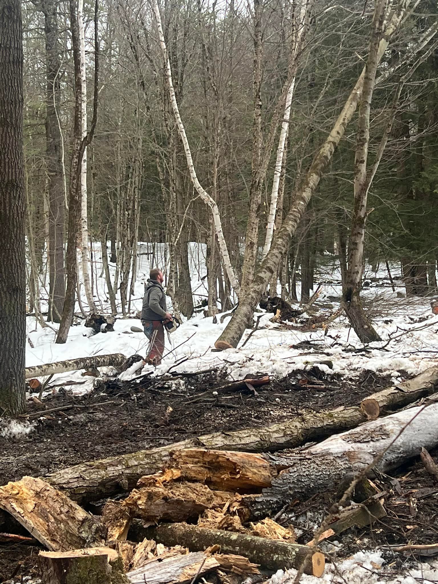 Person cutting wood in a snowy forest. Logs and debris in foreground. Birch trees with bare branches.