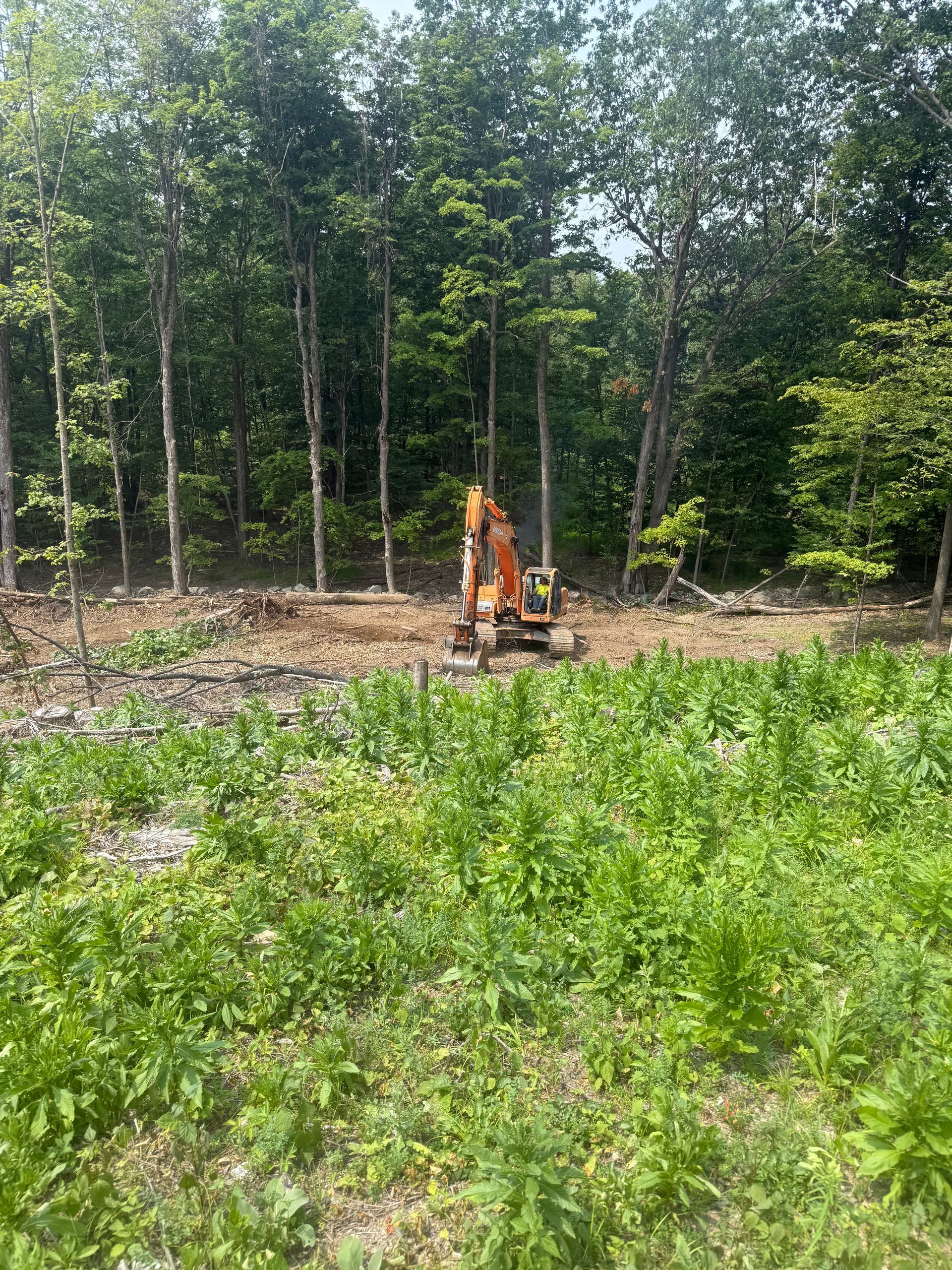 Orange excavator clearing a forested area, trees in background, green foliage in foreground.