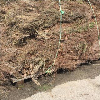 broom for horse racing tracks