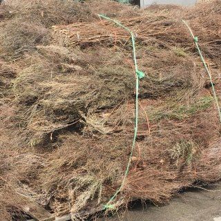 heather broom for horse racing tracks