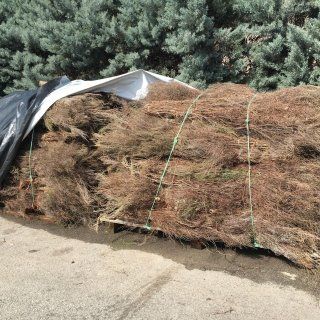 heather broom production