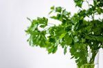 Green parsley sprigs in a glass against a white background.