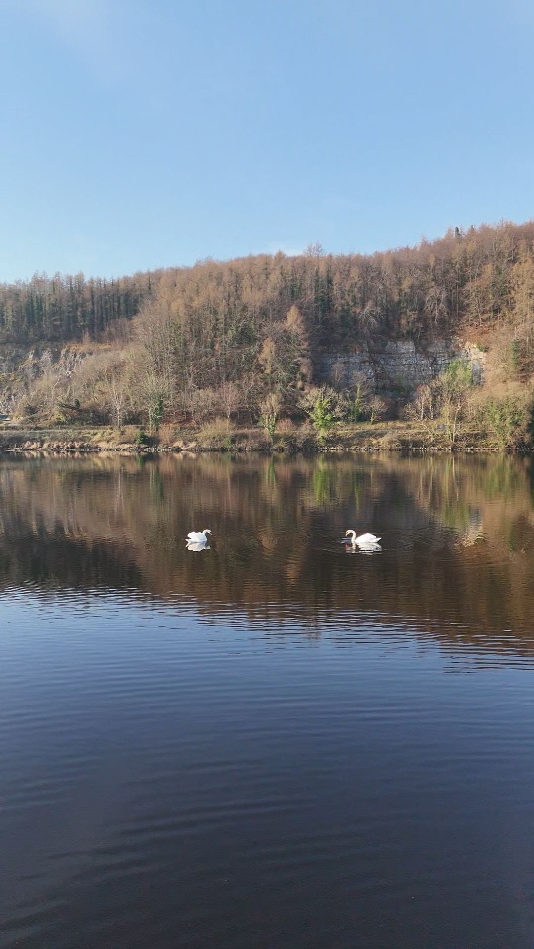 Two swans are swimming in a lake with trees in the background.