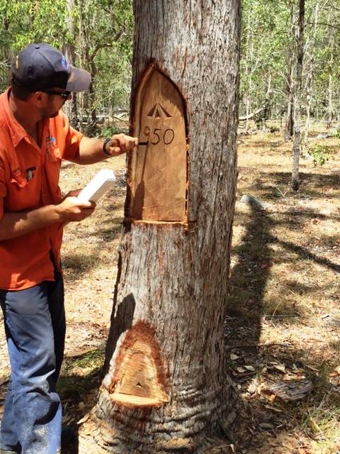 surveyor marking tree