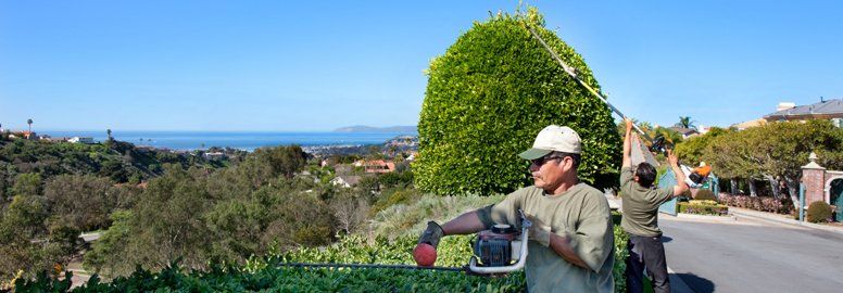 Men Trimming Bushes & Trees — Newport Beach, CA — Urban Landscape