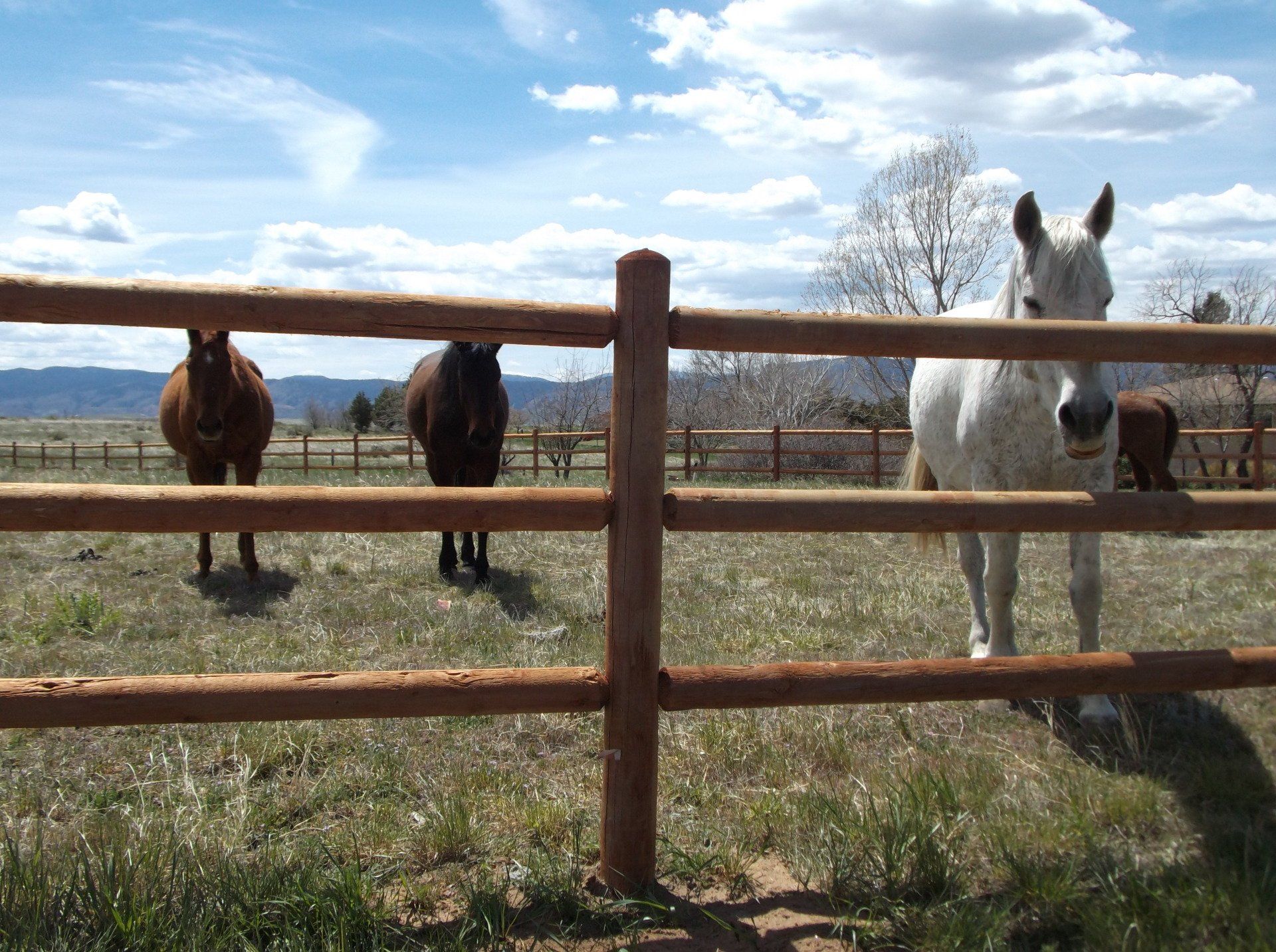 farm and ranch fence