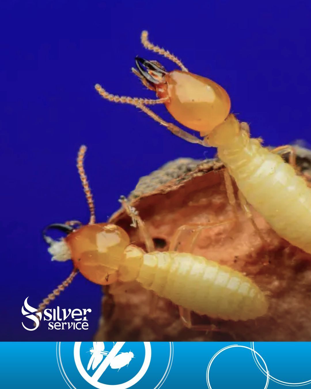 disinfestazione industrie alimentari