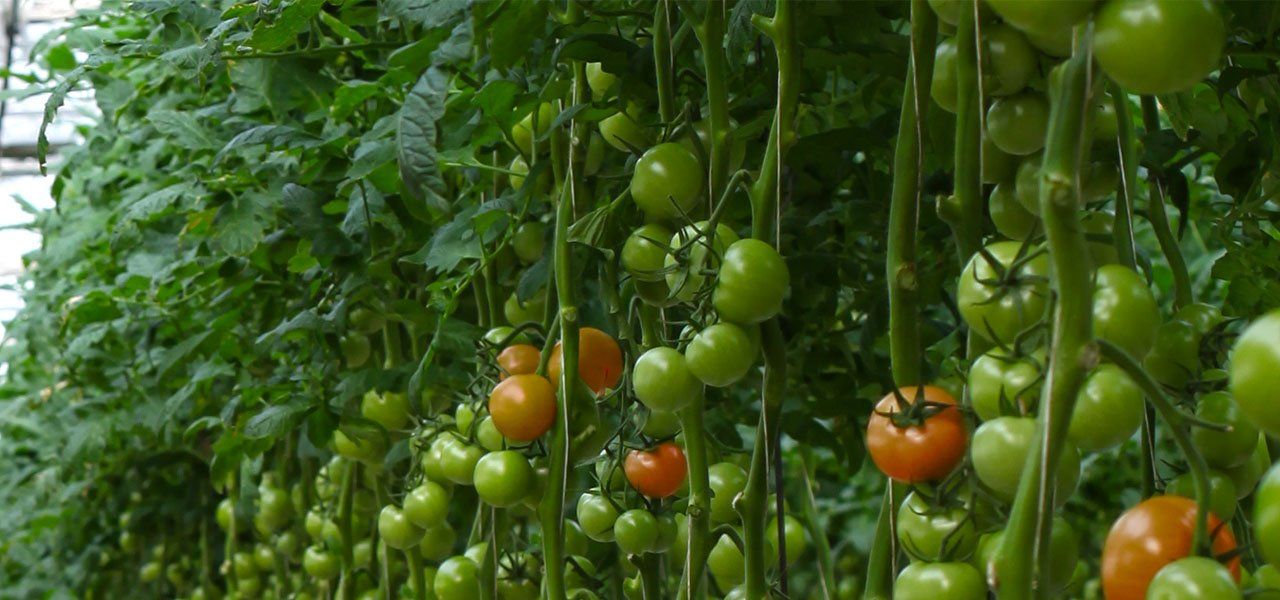 Field of Tomatoes — Kemps Creek, NSW — T&W Greenhouse Supplies