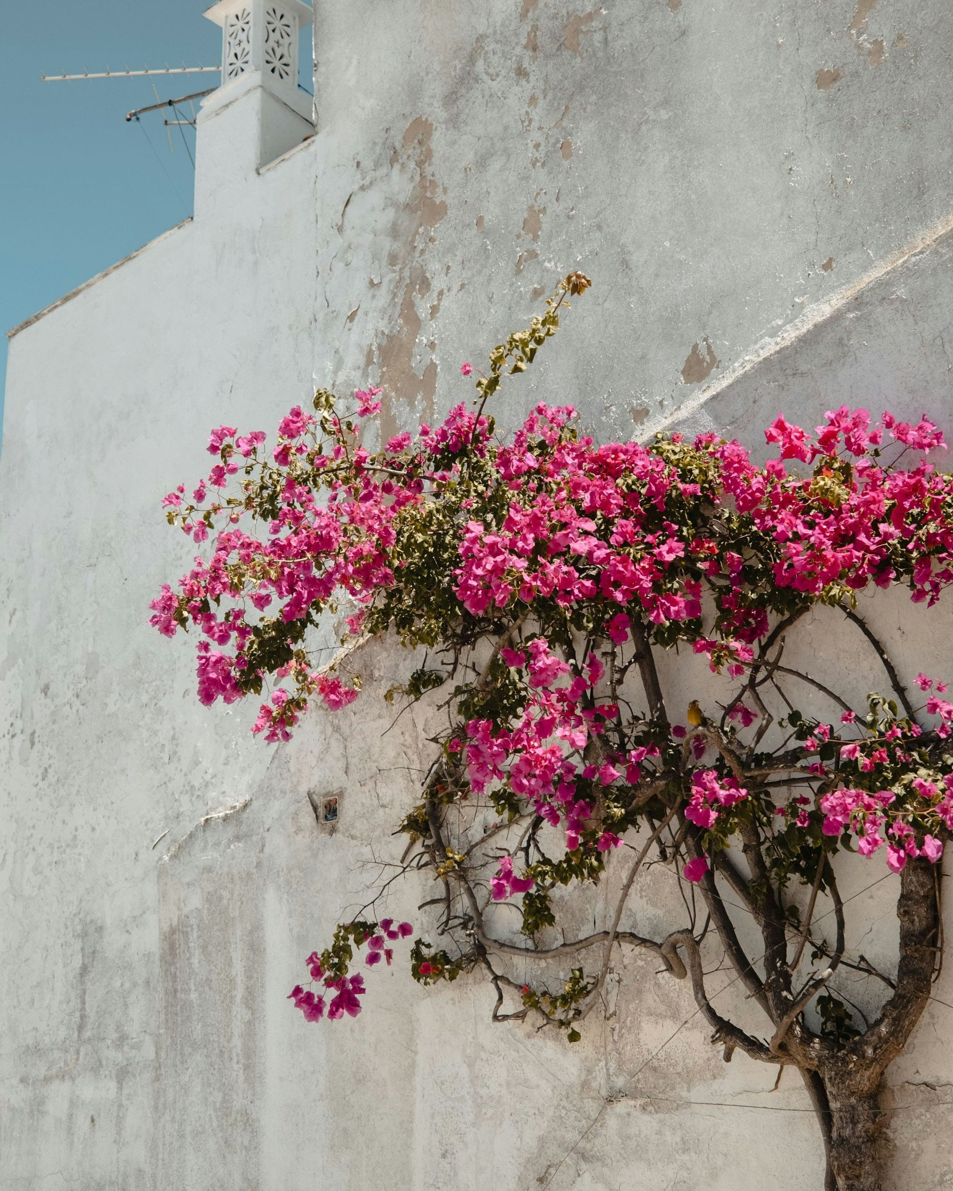 A tree with pink flowers against a white wall