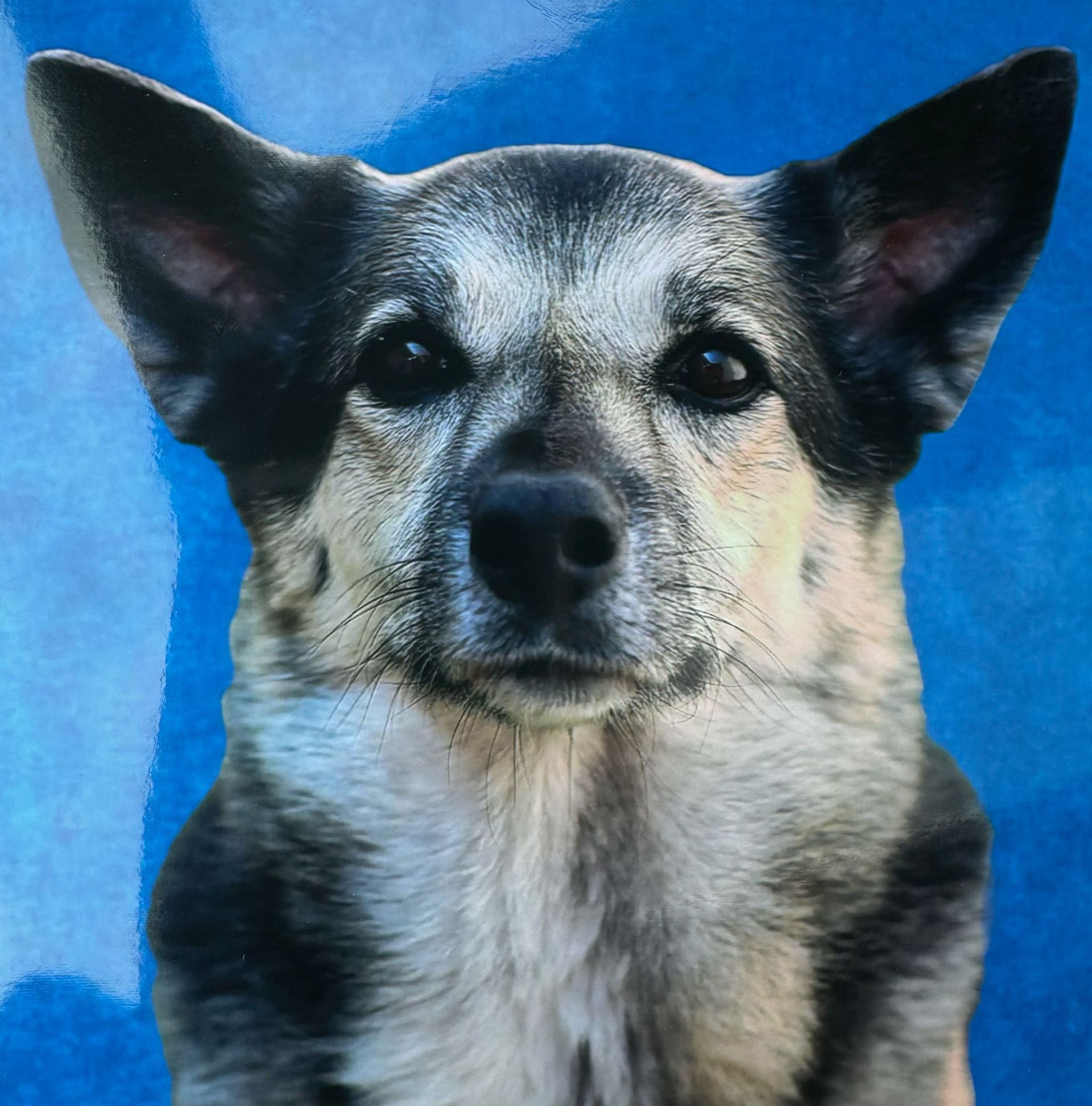 A close up of a dog 's face on a blue background
