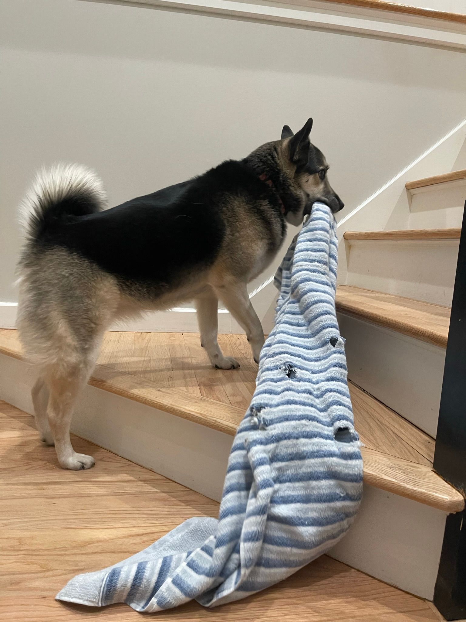 A dog is standing on a set of stairs with a blanket in its mouth.