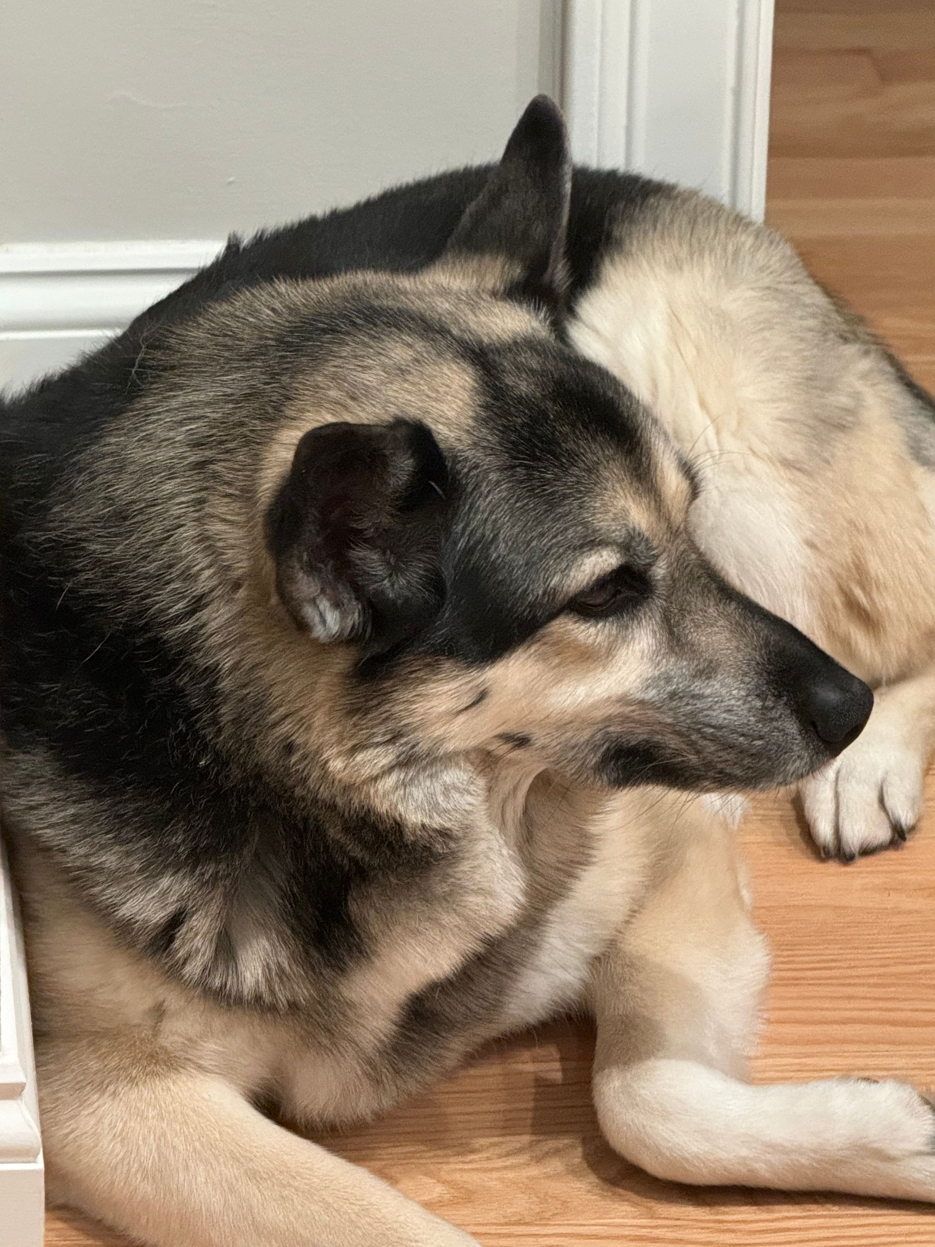 A german shepherd dog is laying on the floor next to a door.