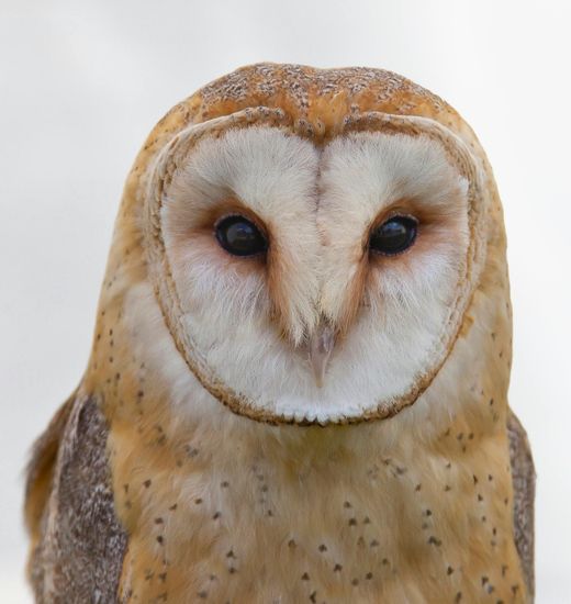 A barn owl looking at the camera with a white background