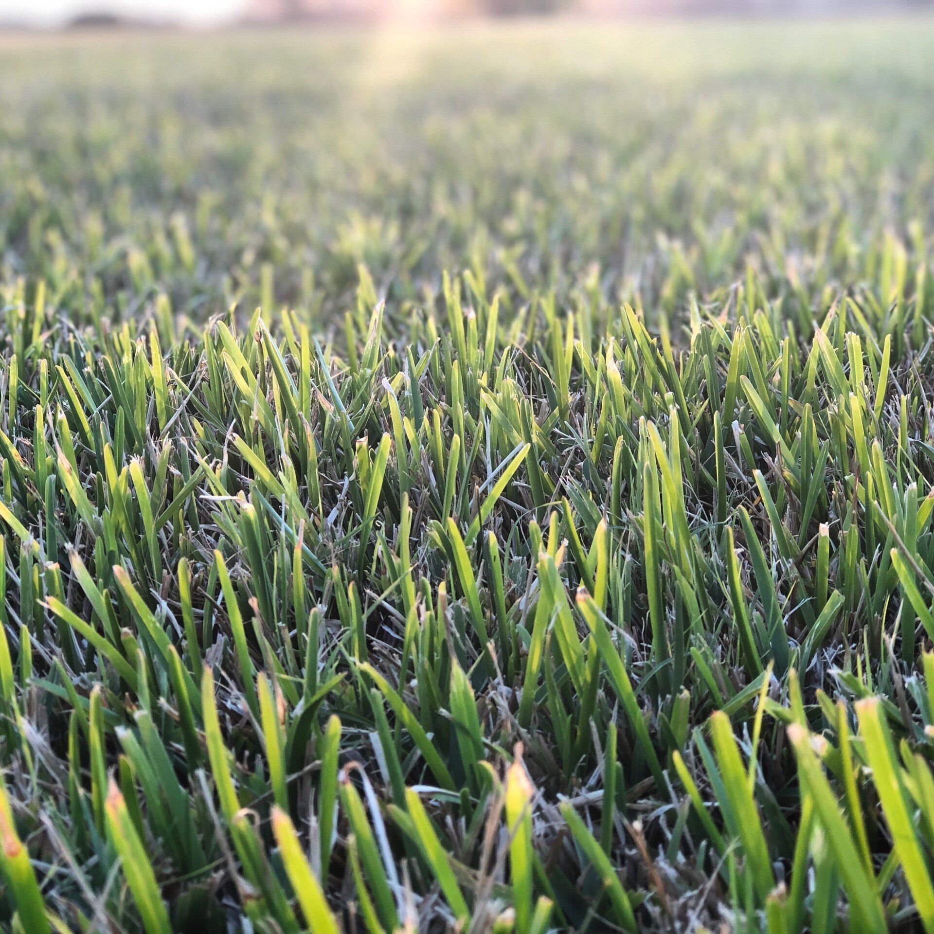 Old Sod Grass | Grand Bay, AL | Driskell Turf Farm