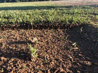 Lawn Care | Grand Bay, AL | Driskell Turf Farm