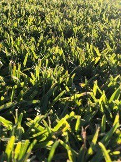 Green Grass | Grand Bay, AL | Driskell Turf Farm
