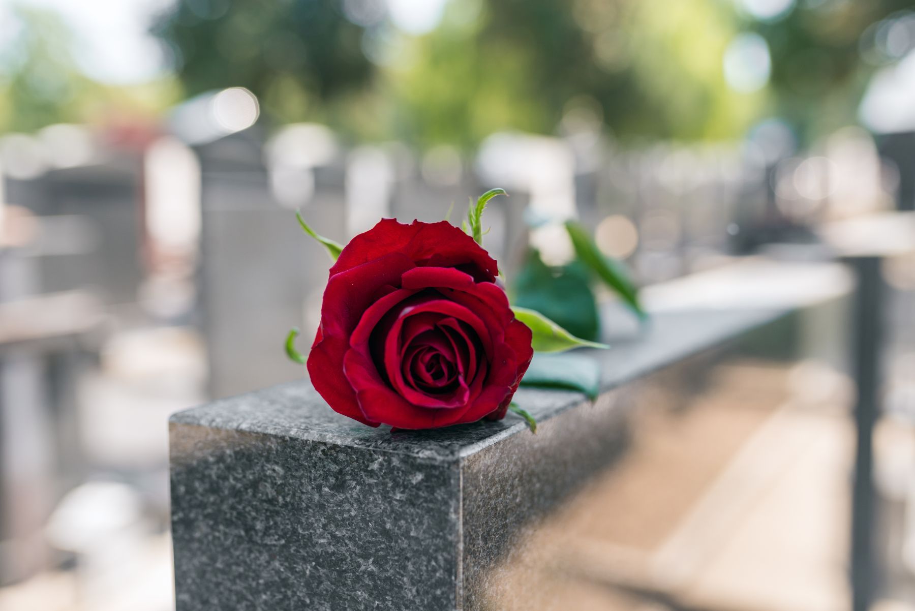 rosa rossa su una lapide