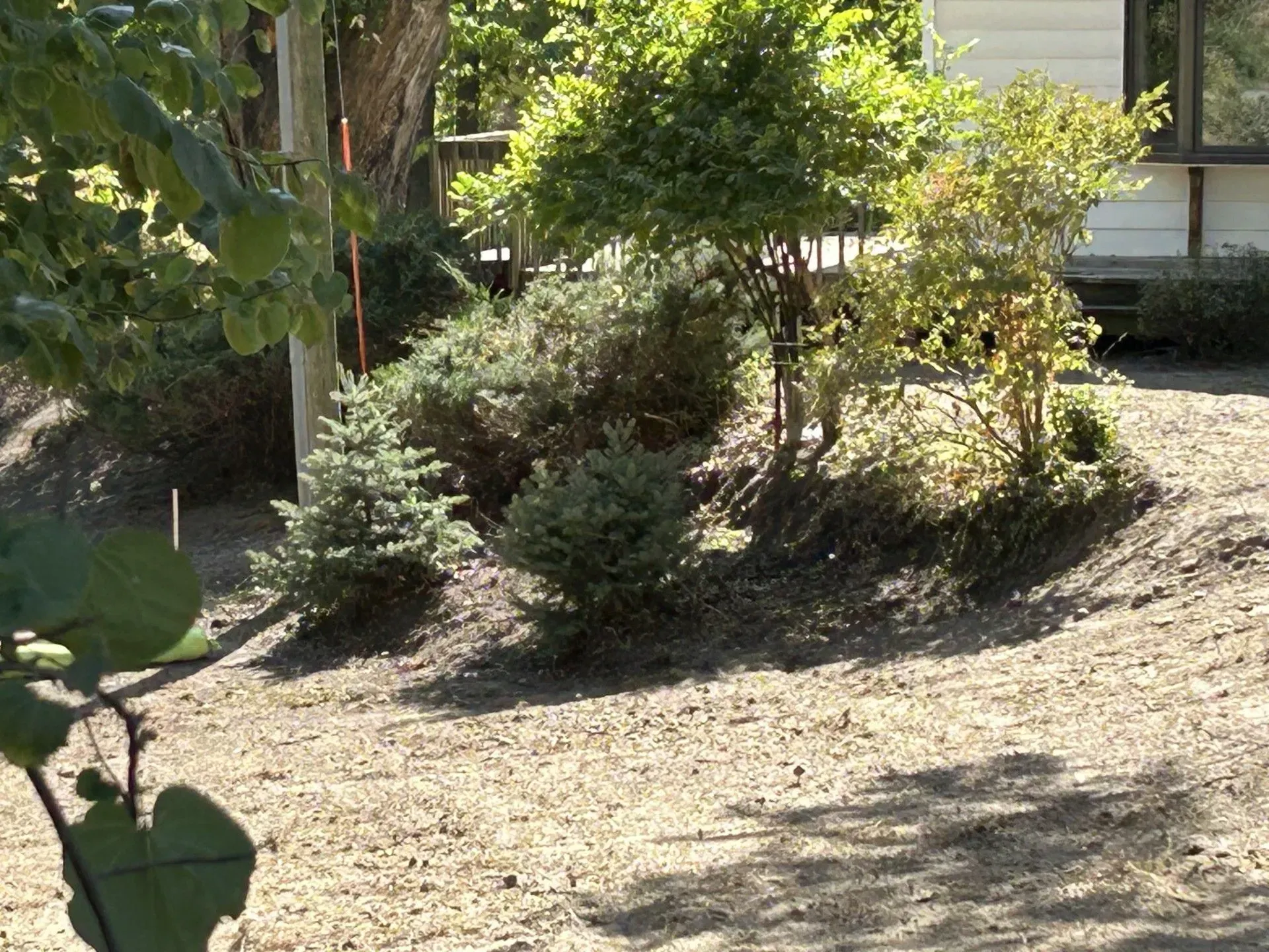 Landscaped yard with small evergreen trees and bushes, a house in the background.