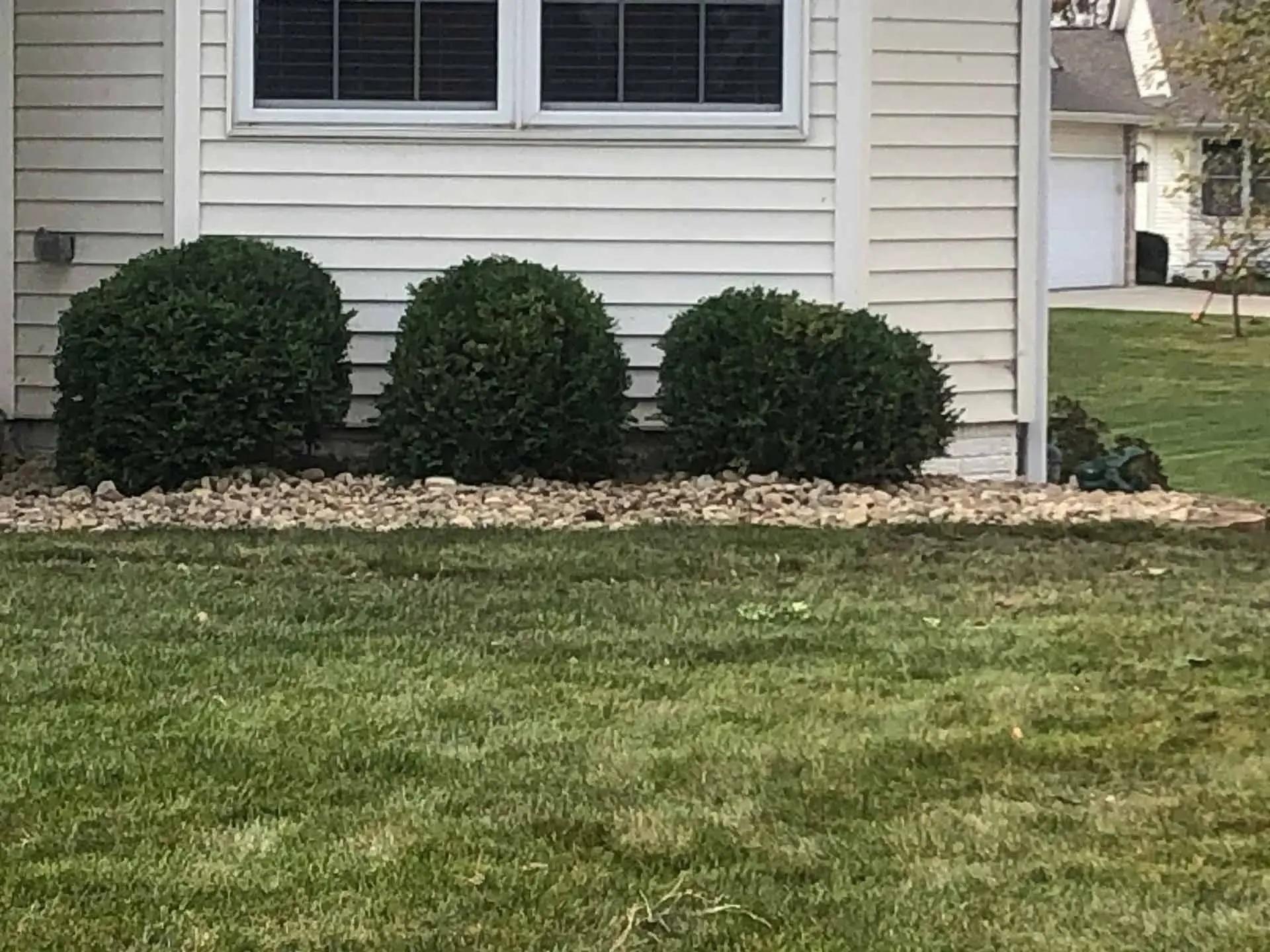 Three round green shrubs in a rock bed in front of a light-colored house with a grassy lawn.
