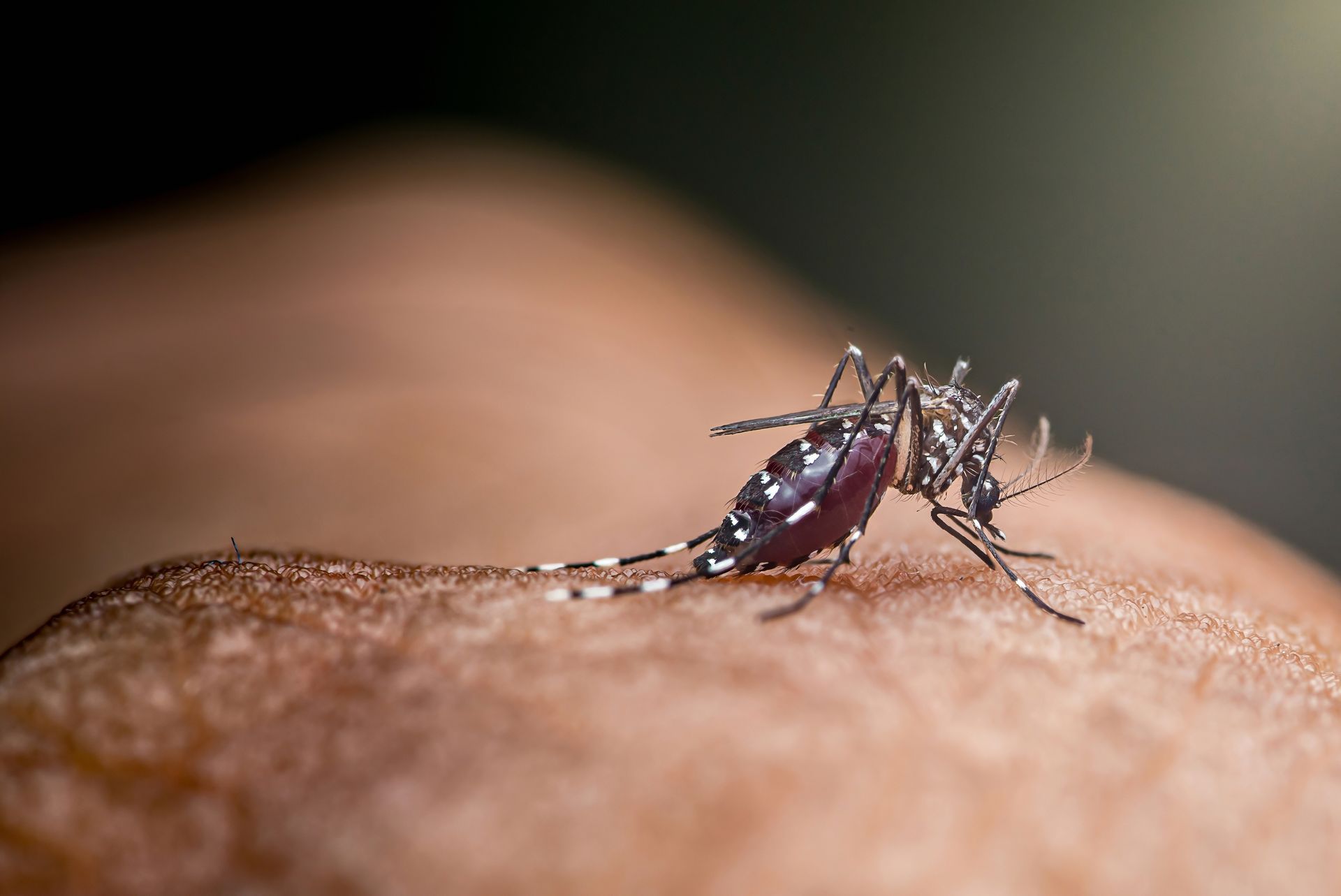 Mosquitos Pest Control