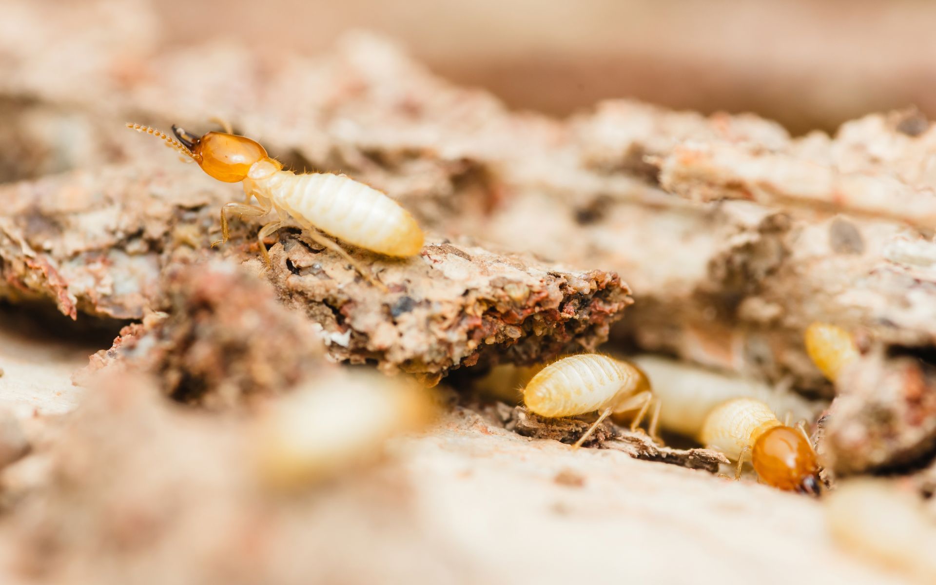 Superior Termite Control