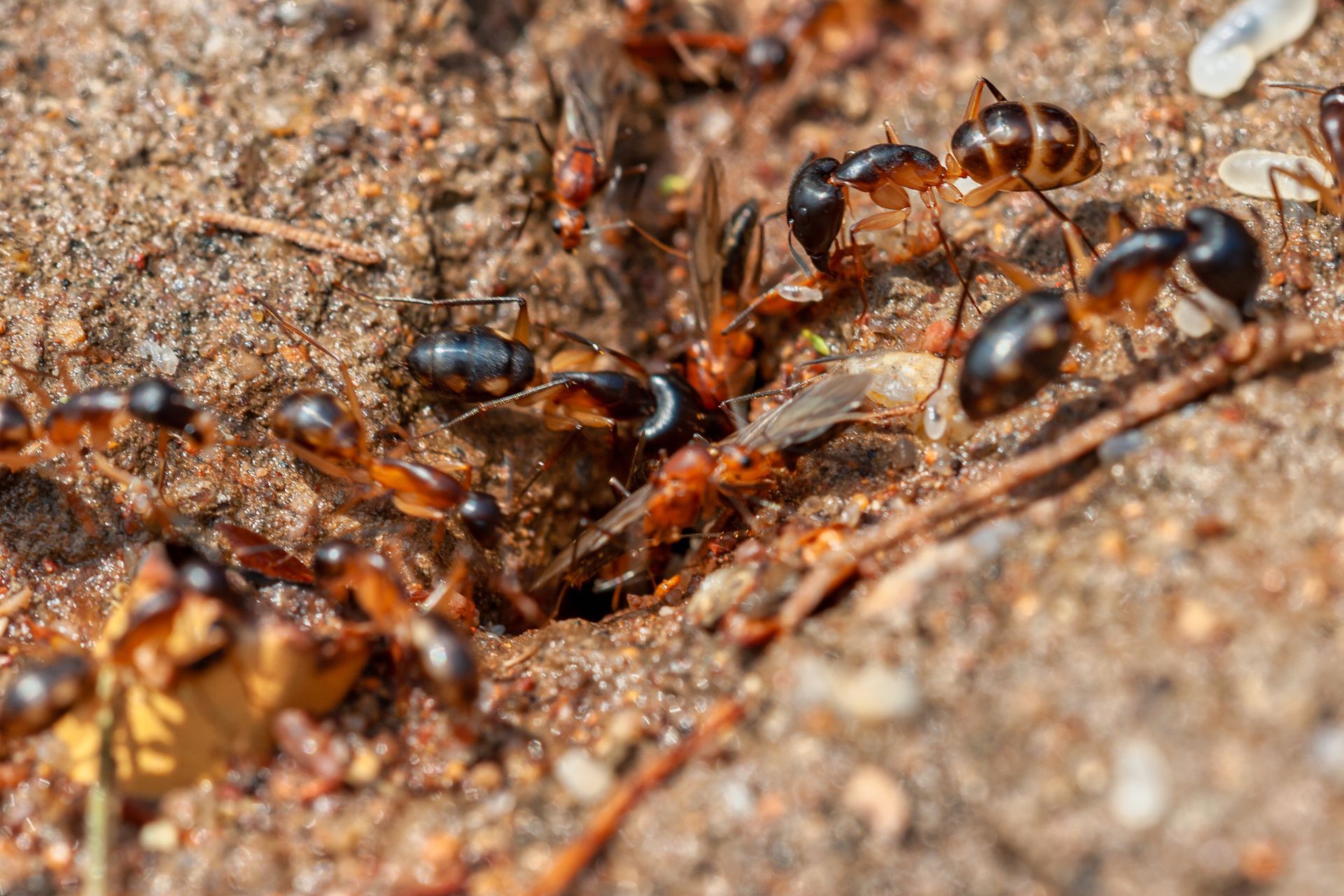 Red and black ants around an ant hill entrance. Some have wings.