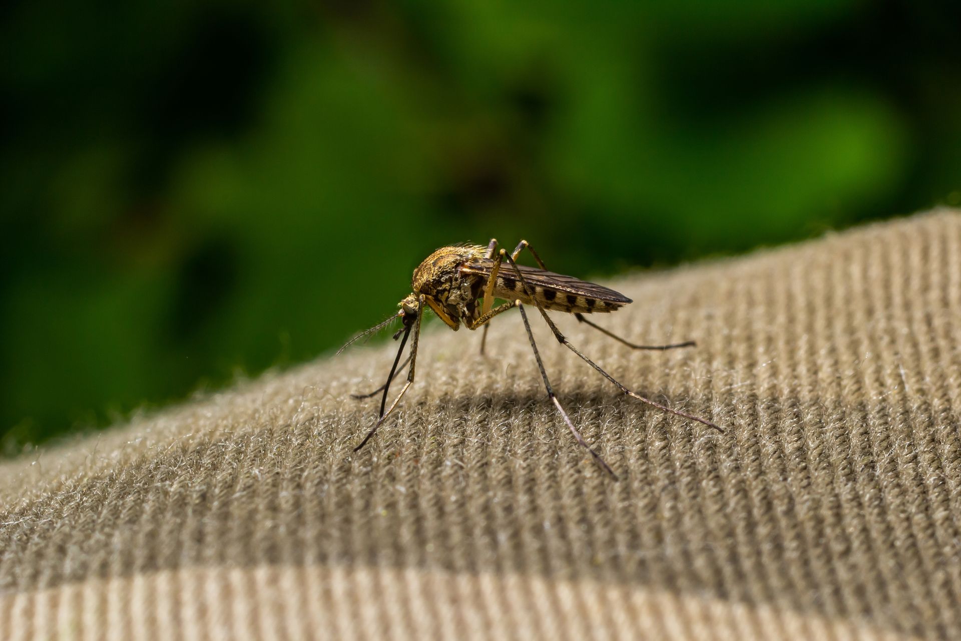 Mosquito on tan fabric with its proboscis extended, green foliage in the blurry background.