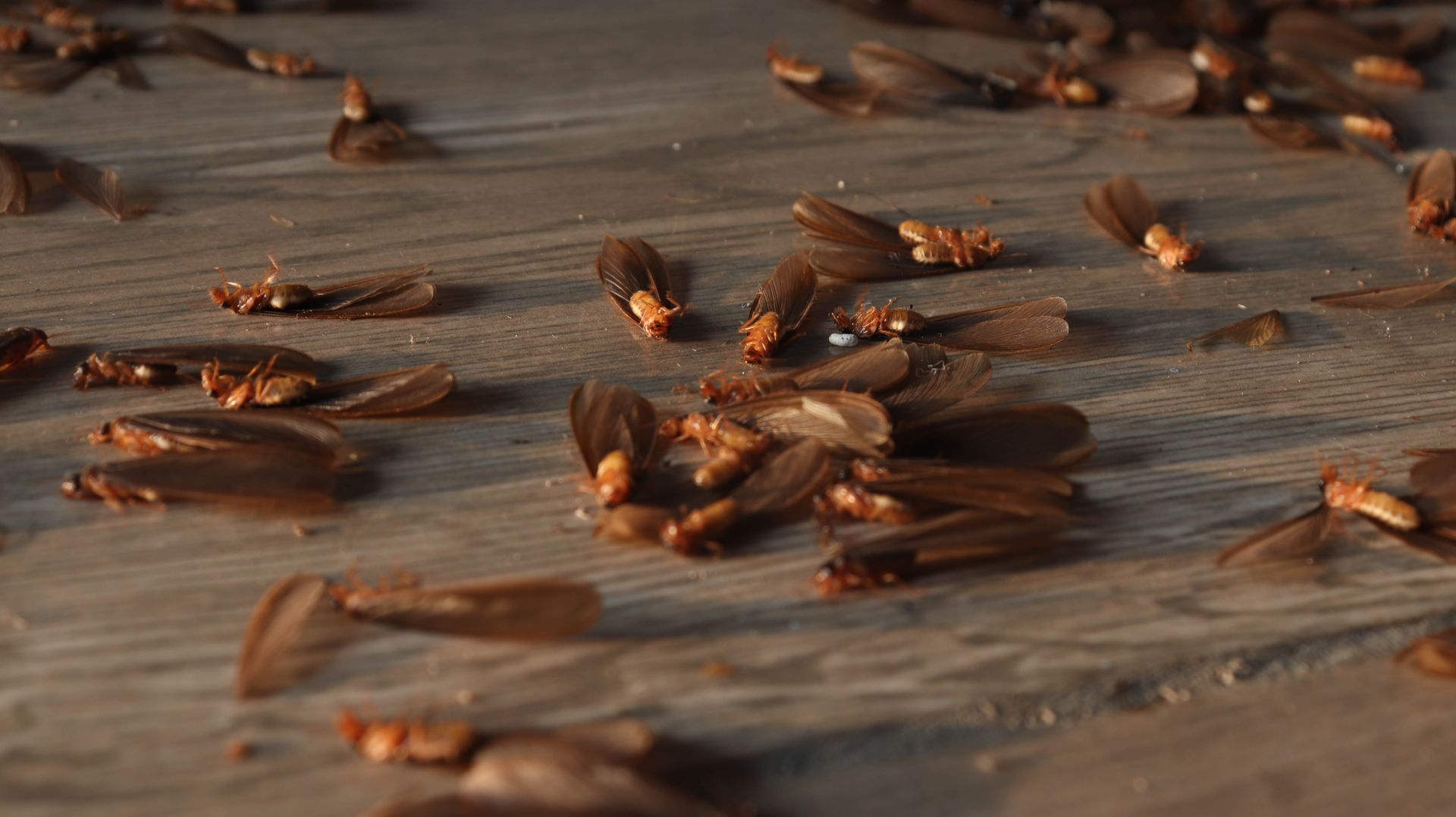 Exceptional Pest Control Services