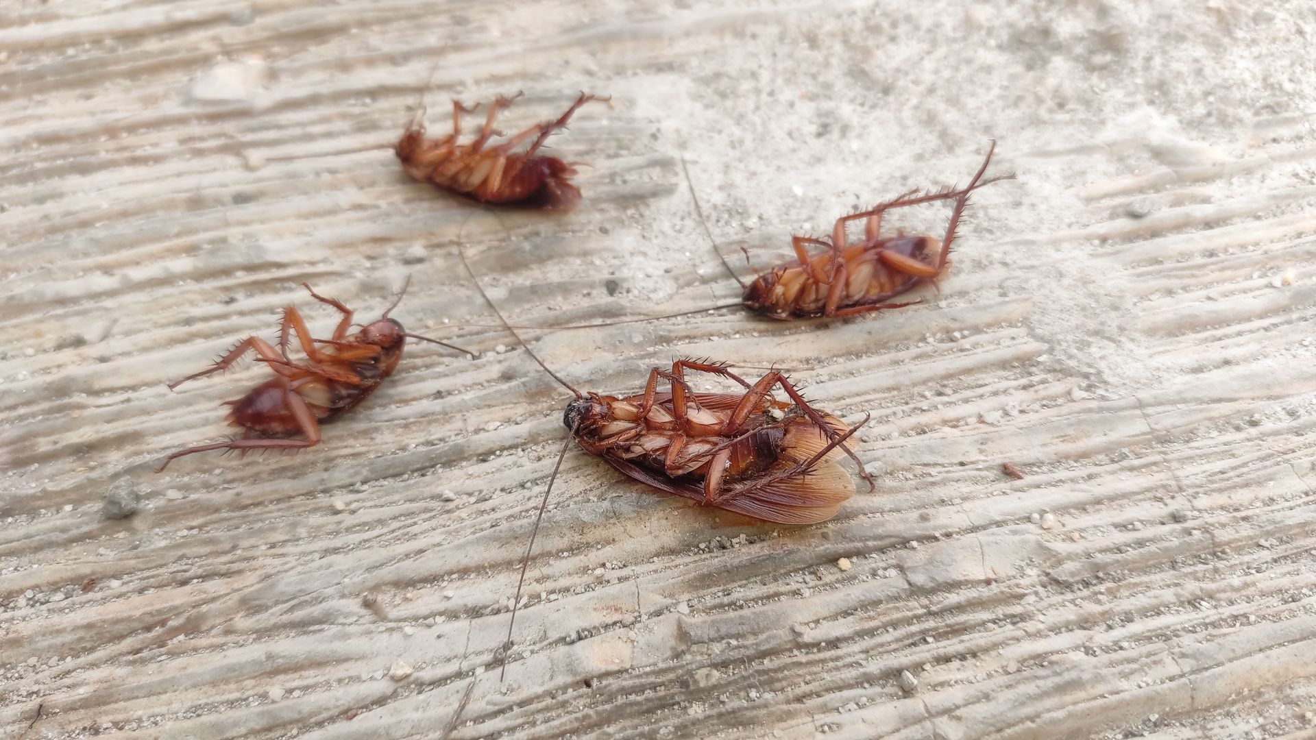 Person examining cockroach infestation under furniture with flashlight.