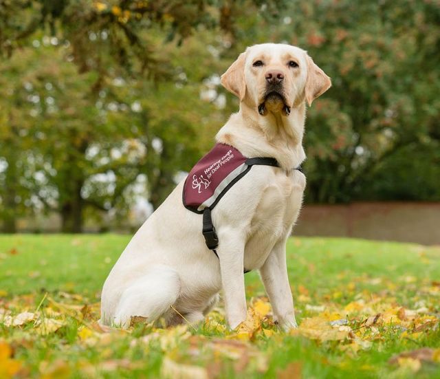 How To Train A Hearing Dog For The Deaf