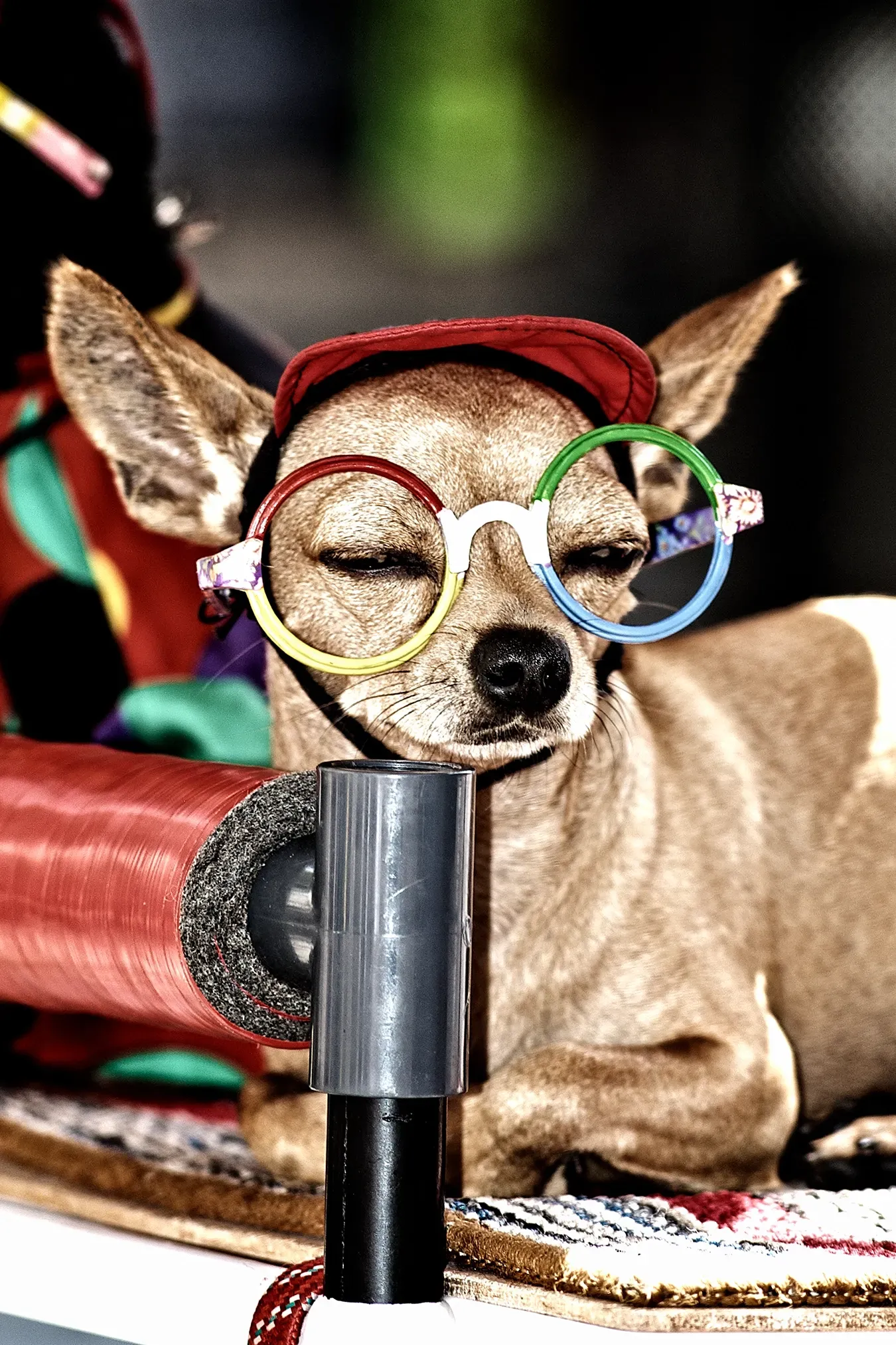Chihuahua wearing rainbow-rimmed glasses and a red cap, seated and relaxed.