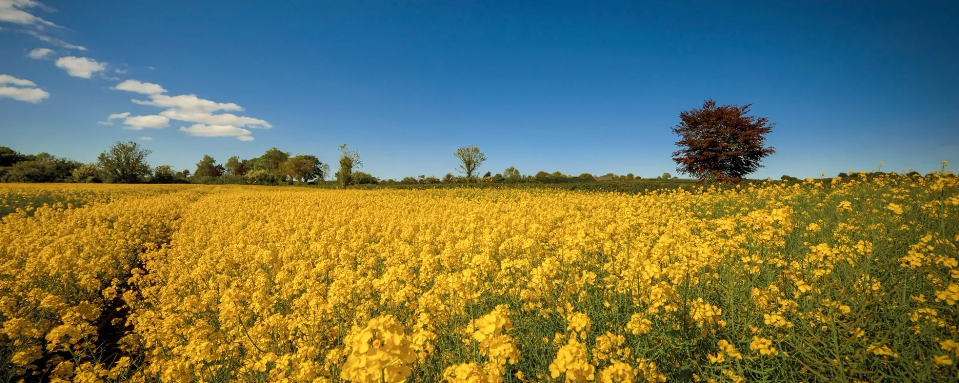 Yellow flower field under a blue sky with a single tree on the horizon