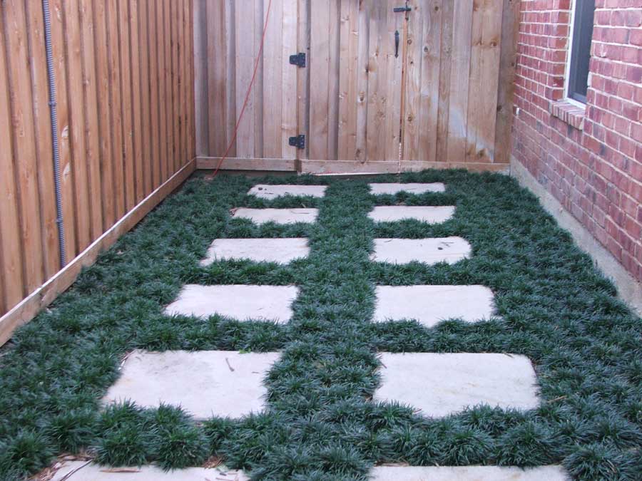 Paved walkway amid lush greenery