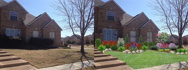 Before and after photo of a front lawn with a tree