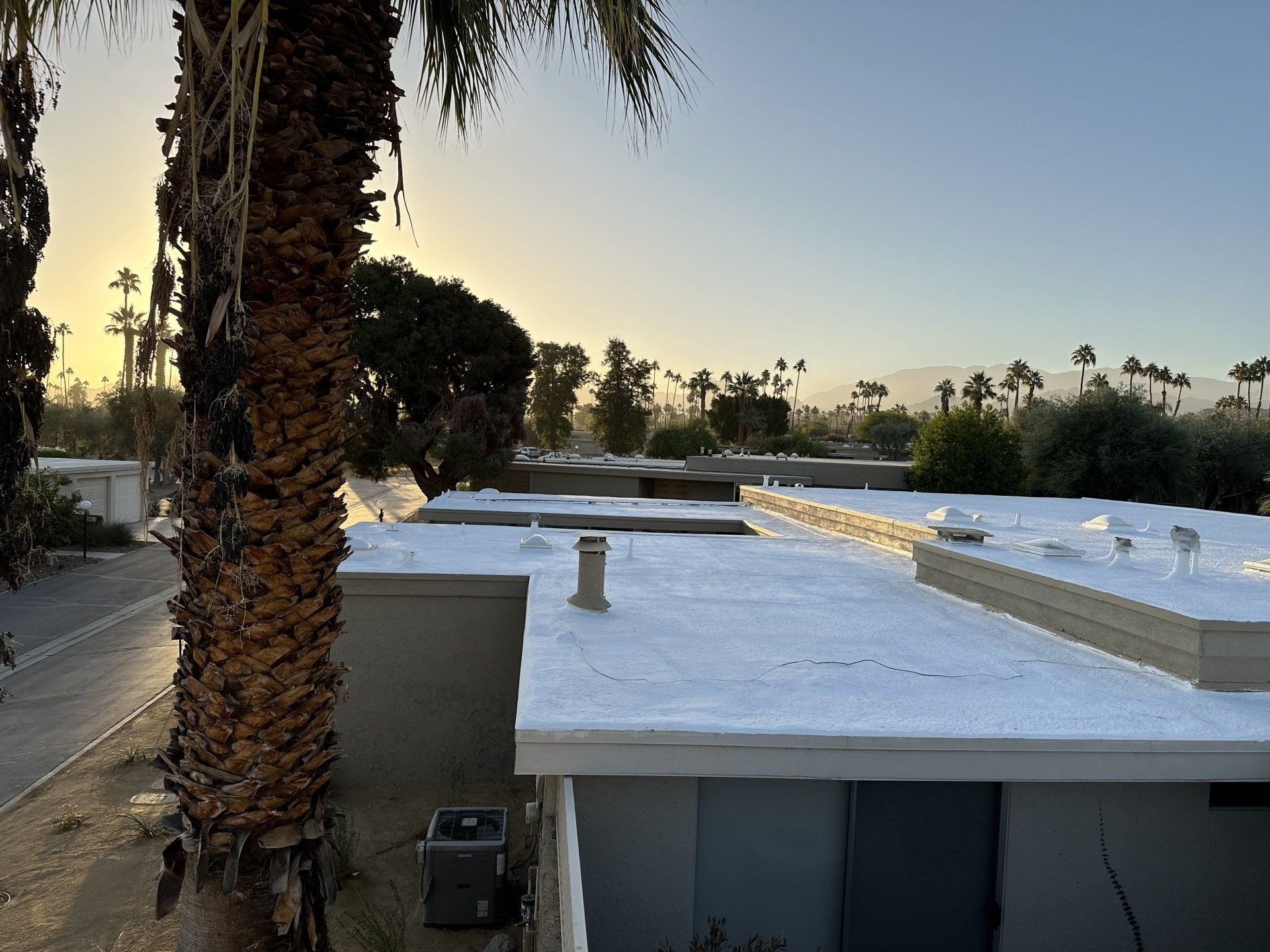 Palm tree in foreground, flat rooftops of buildings, distant trees and mountains silhouetted by a sunrise sky.